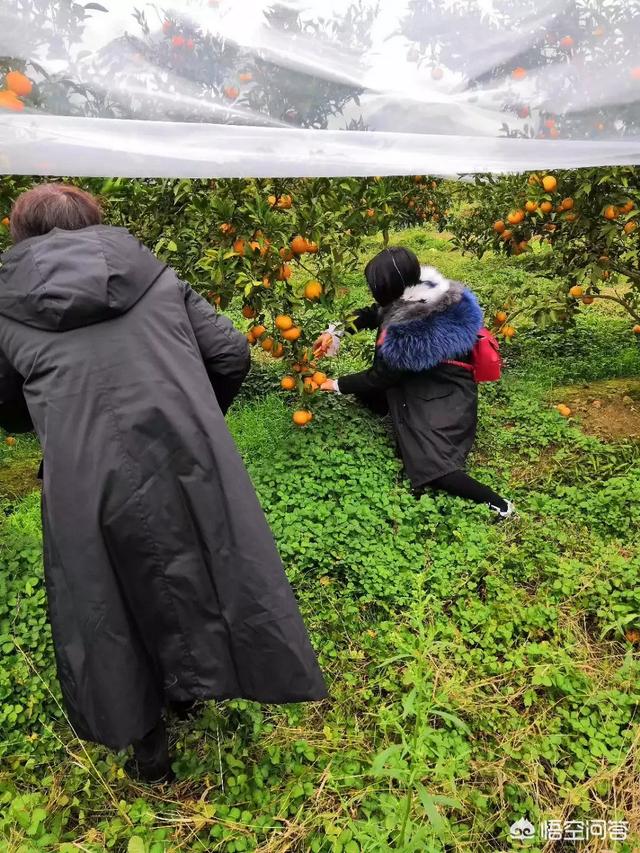 橘子的品种
:农村种植什么品种的橘子比较好？