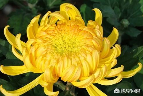 美白抗皱面膜
:怎样自制去皱美白面膜？