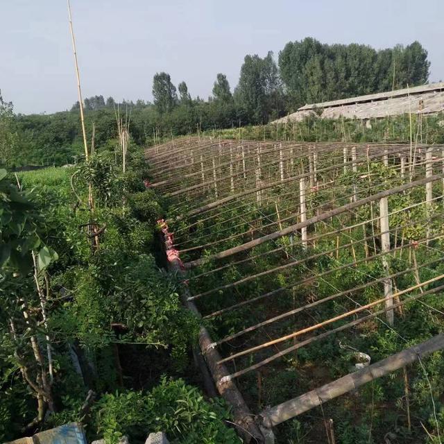 最新致富项目
:有两亩地，有几间房屋，有电，有水，家在农村，想寻找个致富项目，适合做什么呢？