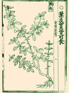 救荒本草是哪个朝代的
:《救荒本草》是一部怎样的著作，你如何评价？