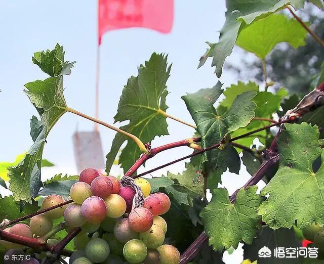 怎样在抖音上卖东西
:抖音里总是有人发出水果卖不出去，果农坐地里痛哭，为什么就不便宜卖出去？