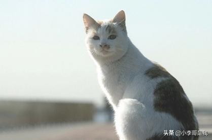 老鼠怎么消灭
:家里有老鼠怎么消灭？老鼠怎么赶走？