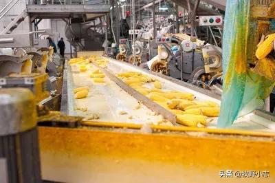 不愁销路的小工厂项目
:在乡镇开个什么加工厂好？