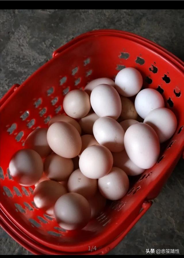 最新养殖项目
:2019年国家重点扶持的养殖项目有哪些？额度是多少？怎样申请？