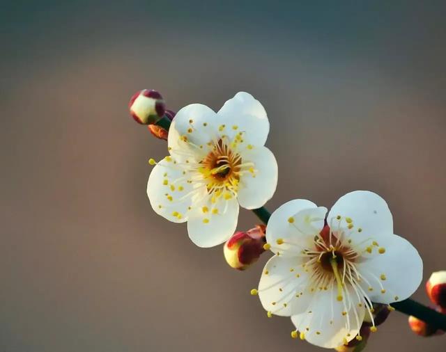 女神节文案
:女神节朋友圈文案怎么发？