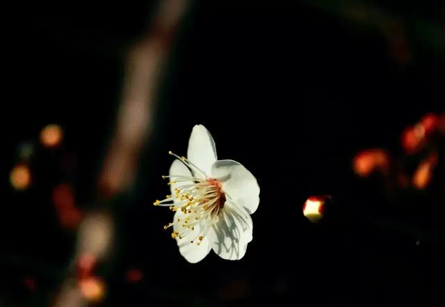 女神节文案
:女神节朋友圈文案怎么发？