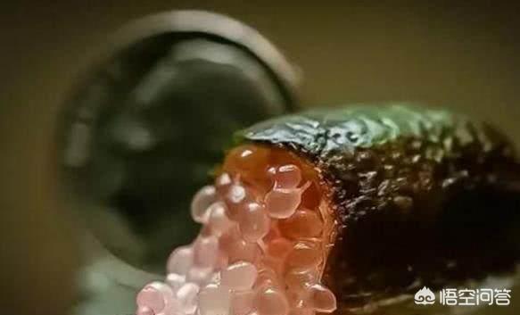 诺丽果的功效与作用
:你知道哪种水果长的最丑？