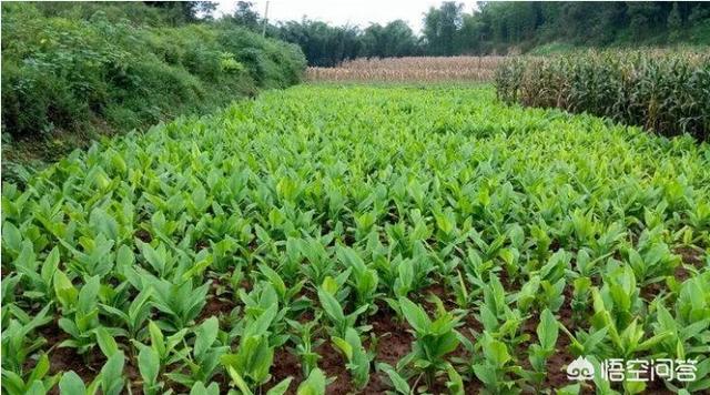 药材种植利润
:农村小伙种植2000亩中药材，每亩利润6000元，为何还说赚少了？