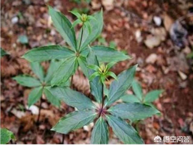 药材种植利润
:农村小伙种植2000亩中药材，每亩利润6000元，为何还说赚少了？