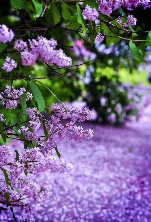 丁香花是什么颜色
:美丽的丁香花你拍过吗？可以分享一下图片吗？
