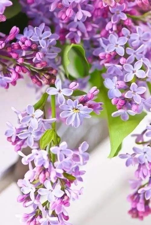 丁香花是什么颜色
:美丽的丁香花你拍过吗？可以分享一下图片吗？