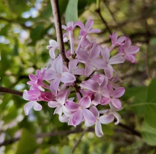 丁香花是什么颜色
:美丽的丁香花你拍过吗？可以分享一下图片吗？