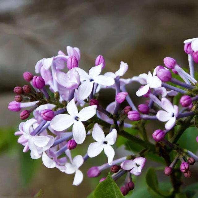 丁香花是什么颜色
:美丽的丁香花你拍过吗？可以分享一下图片吗？