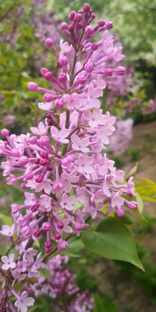 丁香花是什么颜色
:美丽的丁香花你拍过吗？可以分享一下图片吗？