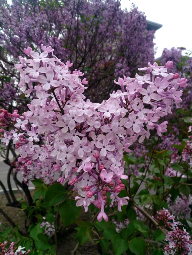 丁香花是什么颜色
:美丽的丁香花你拍过吗？可以分享一下图片吗？