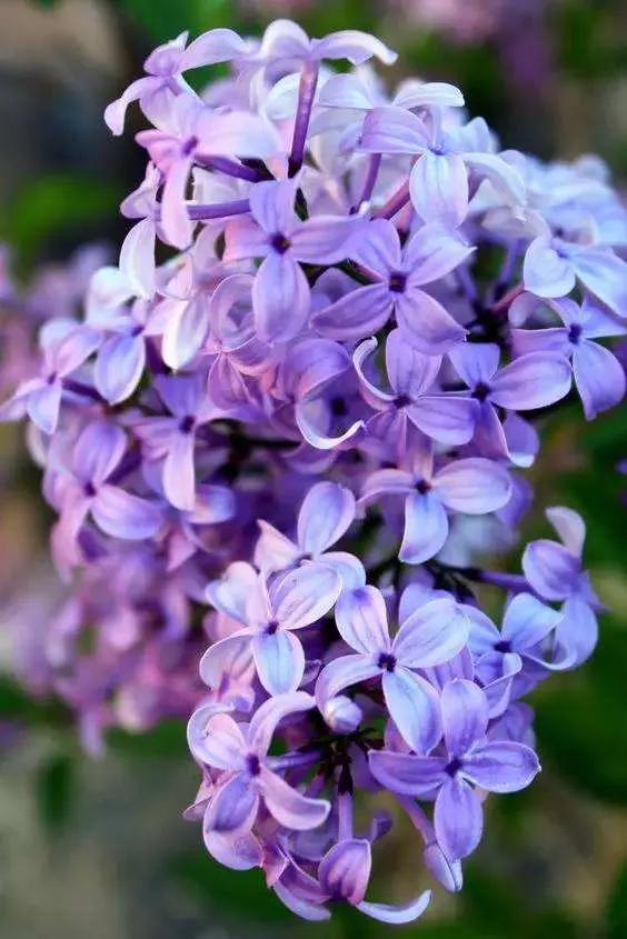 丁香花是什么颜色
:美丽的丁香花你拍过吗？可以分享一下图片吗？