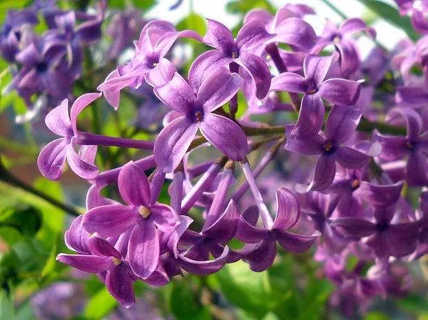 丁香花是什么颜色
:美丽的丁香花你拍过吗？可以分享一下图片吗？