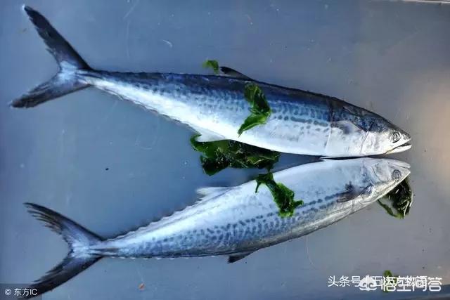海鱼有哪些
:有哪几种比较好的食用海鱼推荐一下？