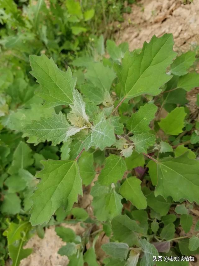 救荒本草是
:灰菜是藜么？