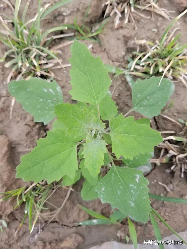 救荒本草是
:灰菜是藜么？
