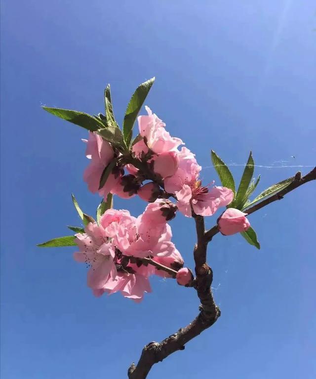 晓风残月银蛇
:用来形容残月的古诗有哪些？