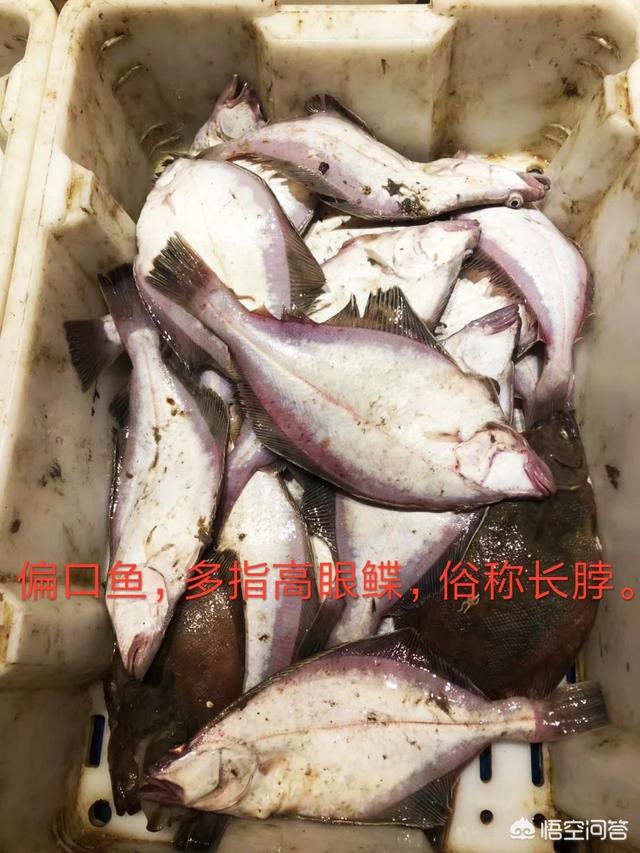 多宝鱼多少钱一斤
:偏口鱼为什么比多宝鱼便宜？