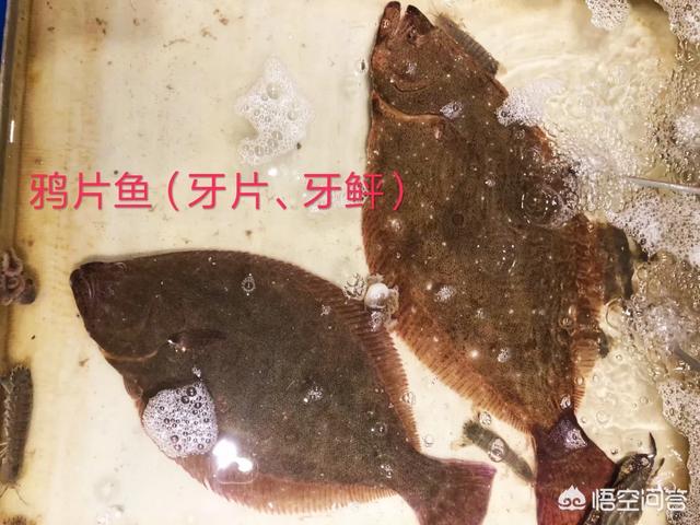 多宝鱼多少钱一斤
:偏口鱼为什么比多宝鱼便宜？