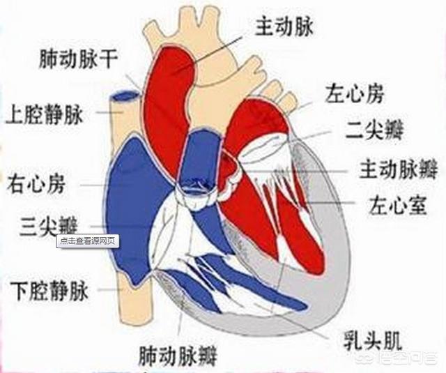 鱼有没有心脏
:为什么人只有一个心脏，却有两个心房？