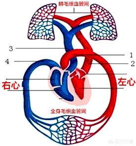 鱼有没有心脏
:为什么人只有一个心脏，却有两个心房？