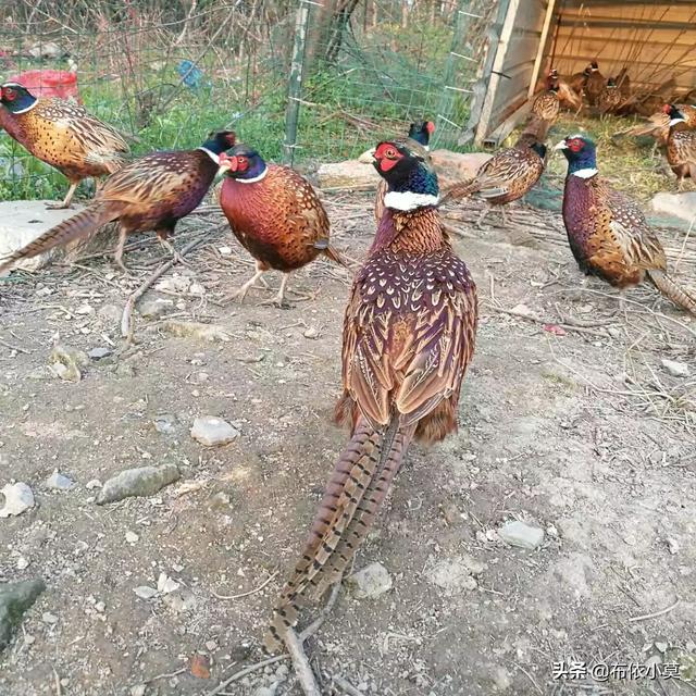 特种养殖项目
:农村特种养殖需要注意哪些问题？搞特种养殖是否可行？