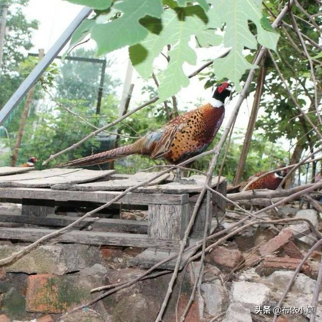 特种养殖项目
:农村特种养殖需要注意哪些问题？搞特种养殖是否可行？