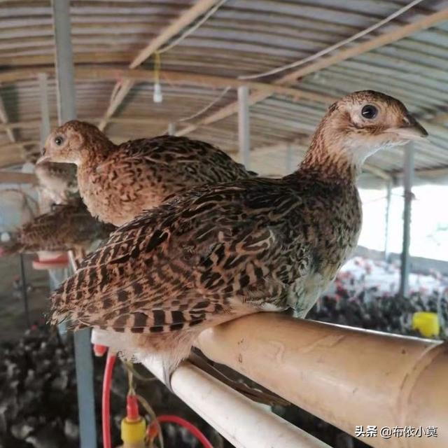 特种养殖项目
:农村特种养殖需要注意哪些问题？搞特种养殖是否可行？