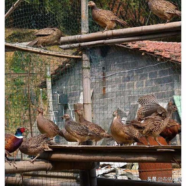 特种养殖项目
:农村特种养殖需要注意哪些问题？搞特种养殖是否可行？