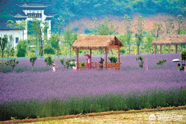 旅游网络推广
:怎样把村里的旅游业推广出去？