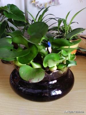 水生植物有哪些
:有没有可以种在池塘净化水质的小型水生植物可以推荐？
