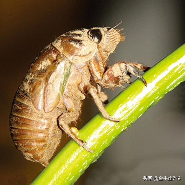 赚钱就这么简单
:养蝉收益百万，农民赚钱就这么简单？养蝉的难点在哪？