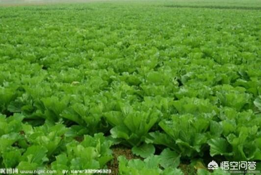 大棚菜
:大棚菜和自然条件生长的菜有什么区别吗？
