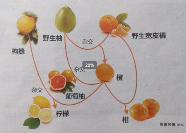 桔子的种类
:桔子、橘子、橙子、柚子有什么区别？