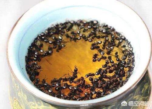 黑蚂蚁酒
:黑蚂蚁泡酒有什么功效？