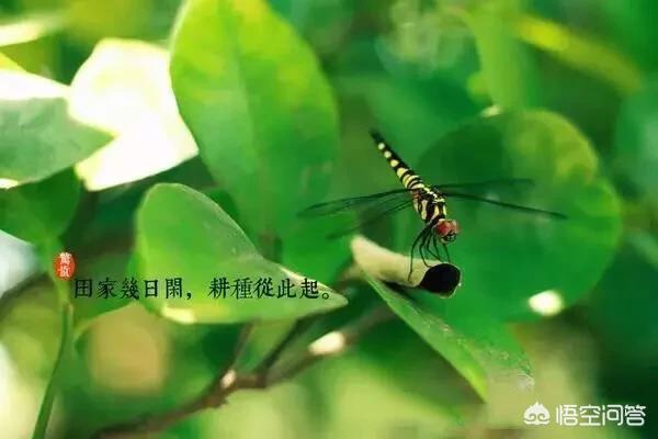 惊蛰的意思
:惊蛰是什么意思？