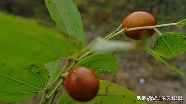 言不由衷的意思
:小时候的我们感觉词不达意，长大后的我们感觉言不由衷。我们这是怎么了？