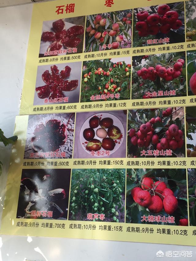 网站推广宣传
:怎么做苗木网站宣传推广啊？