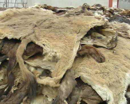 广告检测
:东阿阿胶新广告上说每一张驴皮都做了DNA检测，一份DNA的检测费用是多少？这样的宣传可靠吗？