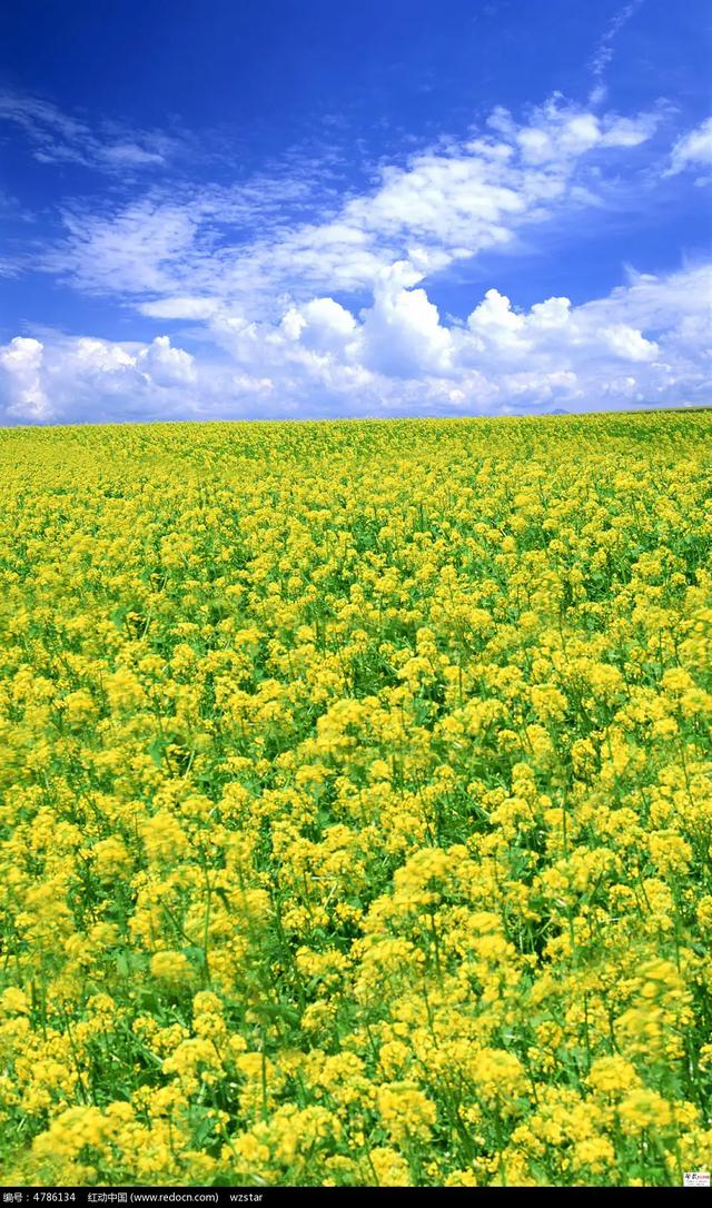 种植什么最赚钱
:现在农民种植什么最赚钱？