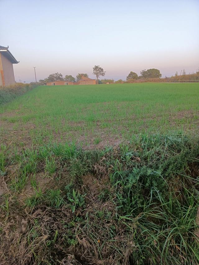 种植什么最赚钱
:现在农民种植什么最赚钱？