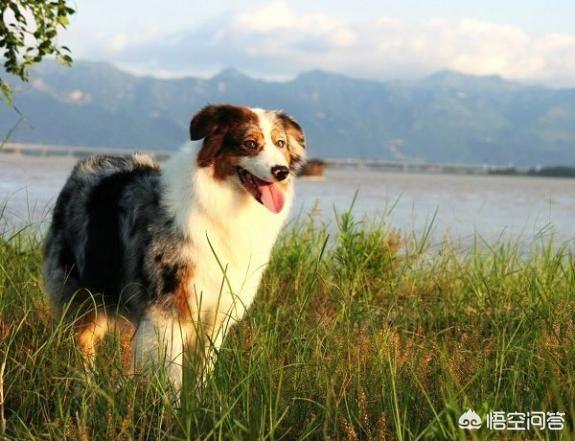 最聪明的狗排名
:智商最高的狗狗都是哪些？