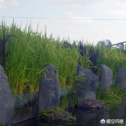 卖大米
:如何在网上卖大米？