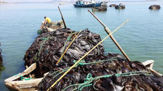 昆布是什么
:海带和昆布有什么区别？