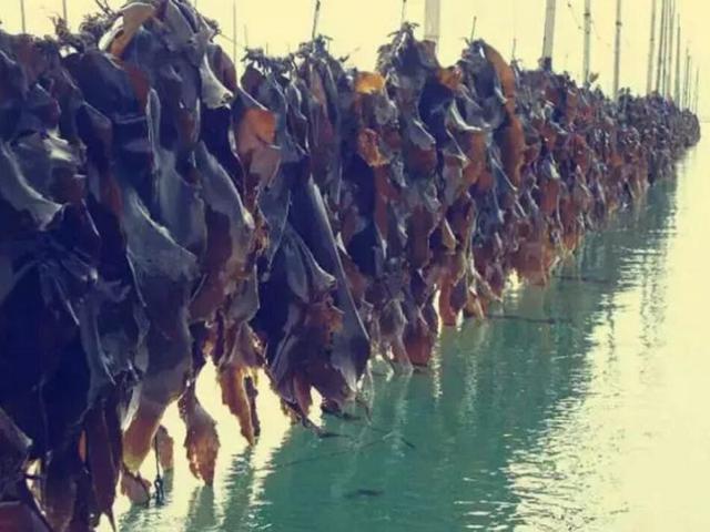 昆布是什么
:海带和昆布有什么区别？