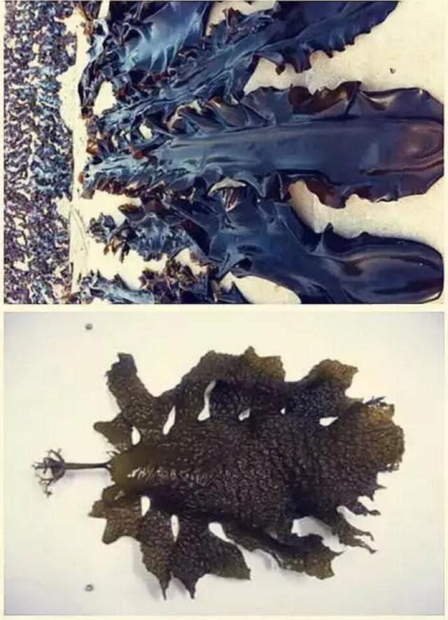 昆布是什么
:海带和昆布有什么区别？